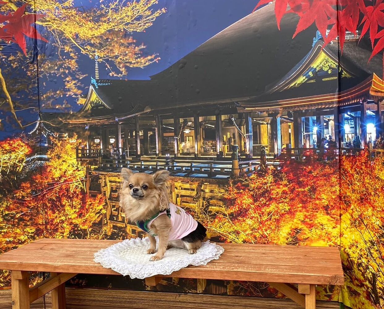 画像27836