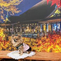 画像27837