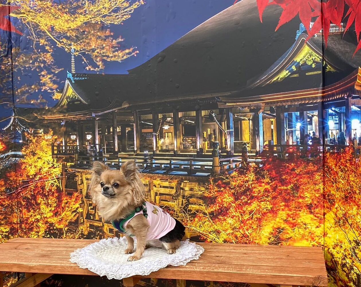 画像27837