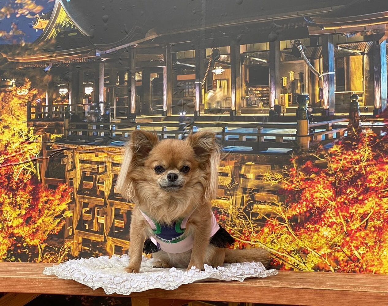 画像27838