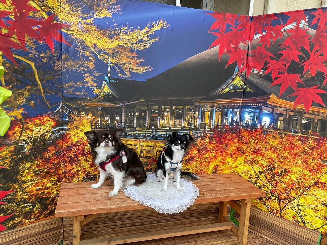 画像27848