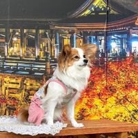 画像27858