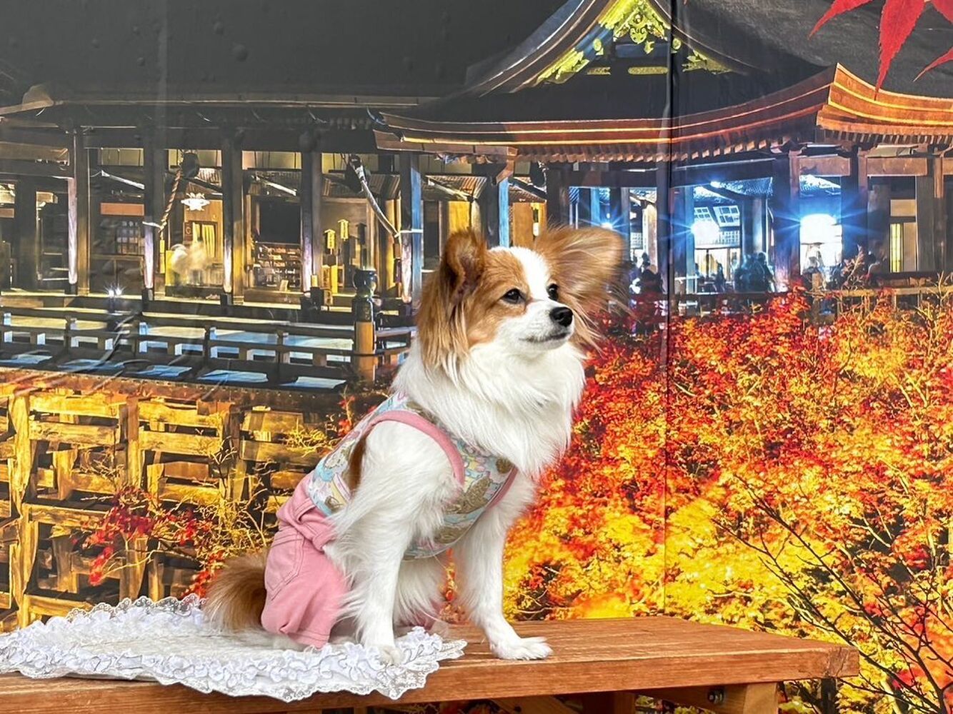 画像27858