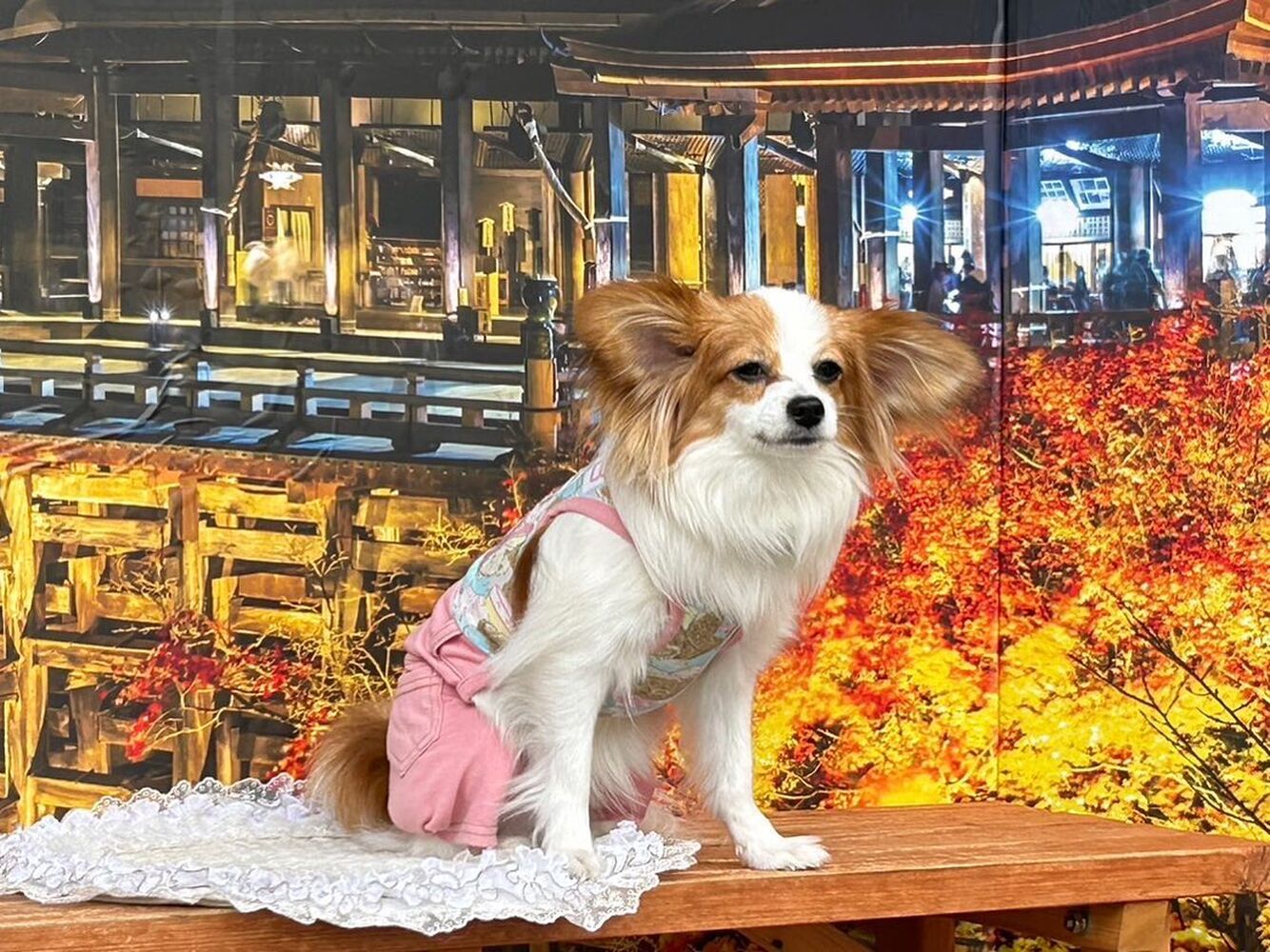 画像27859