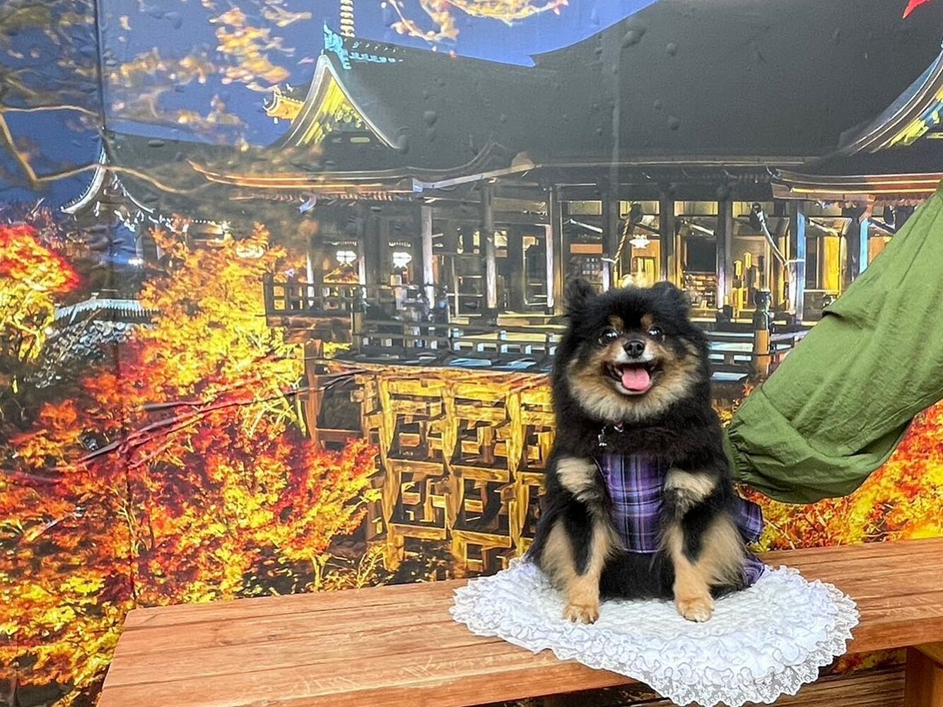 画像27877