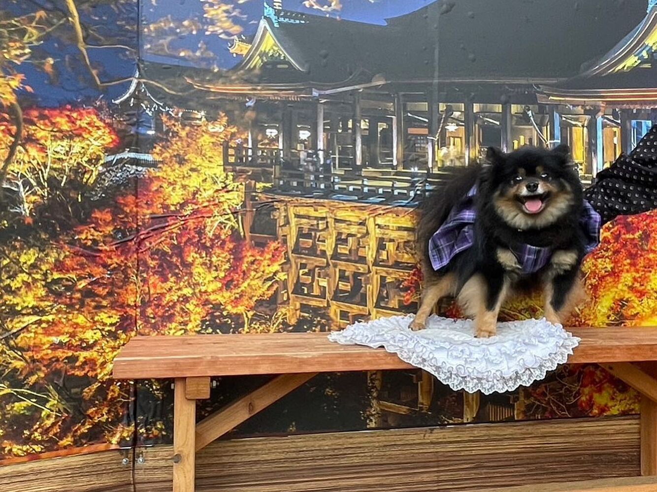 画像27878