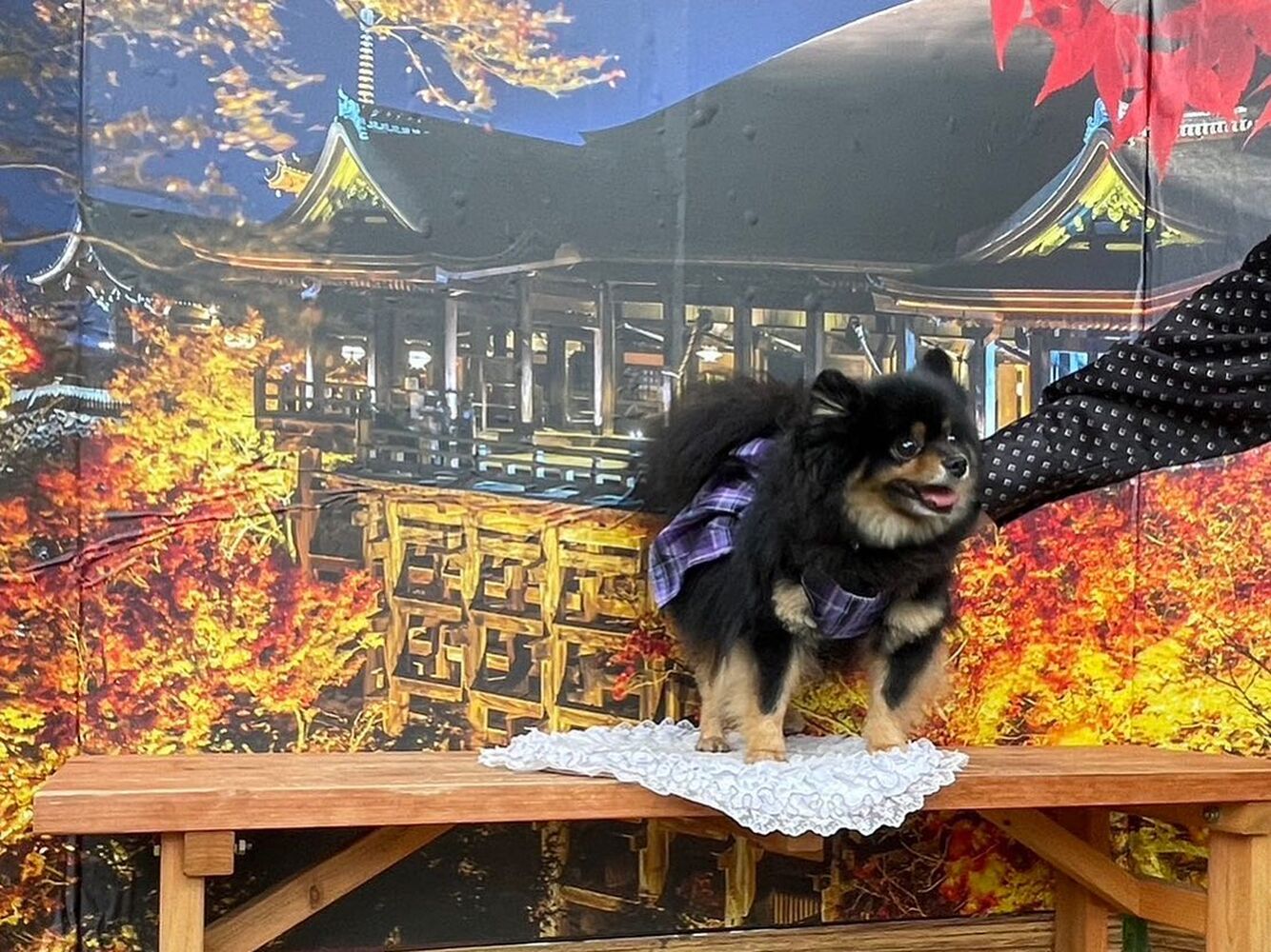 画像27879