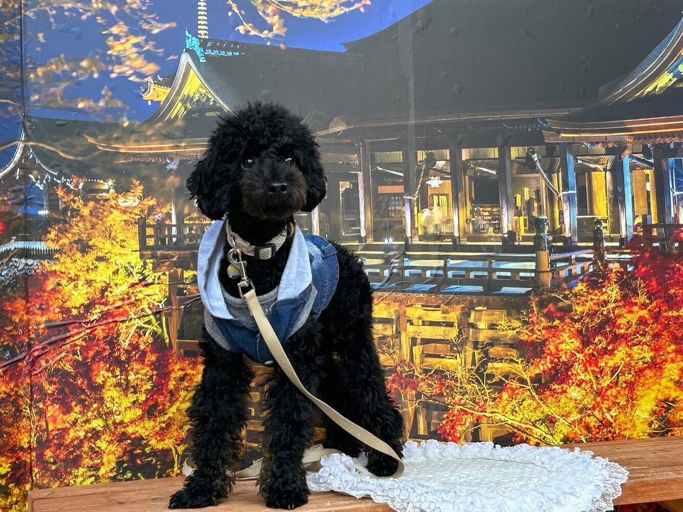 画像27886