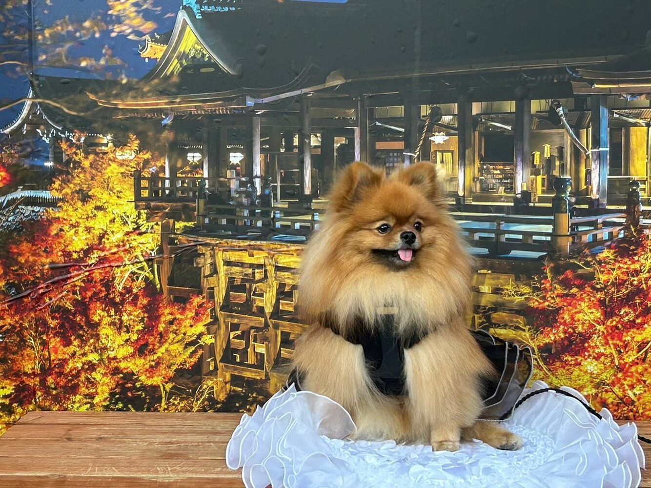 画像27910