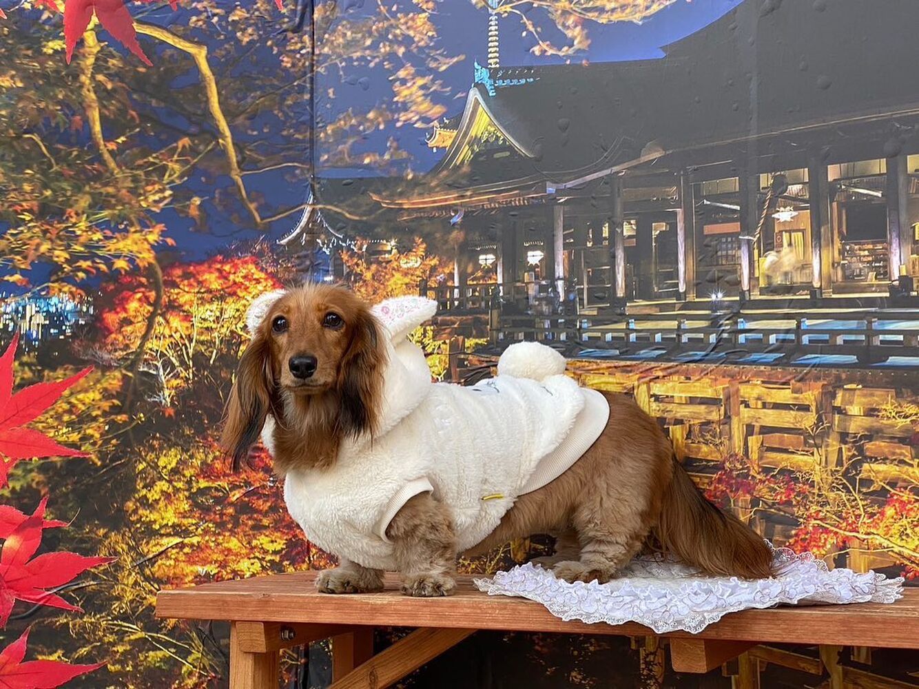 画像27916