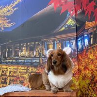 画像27917