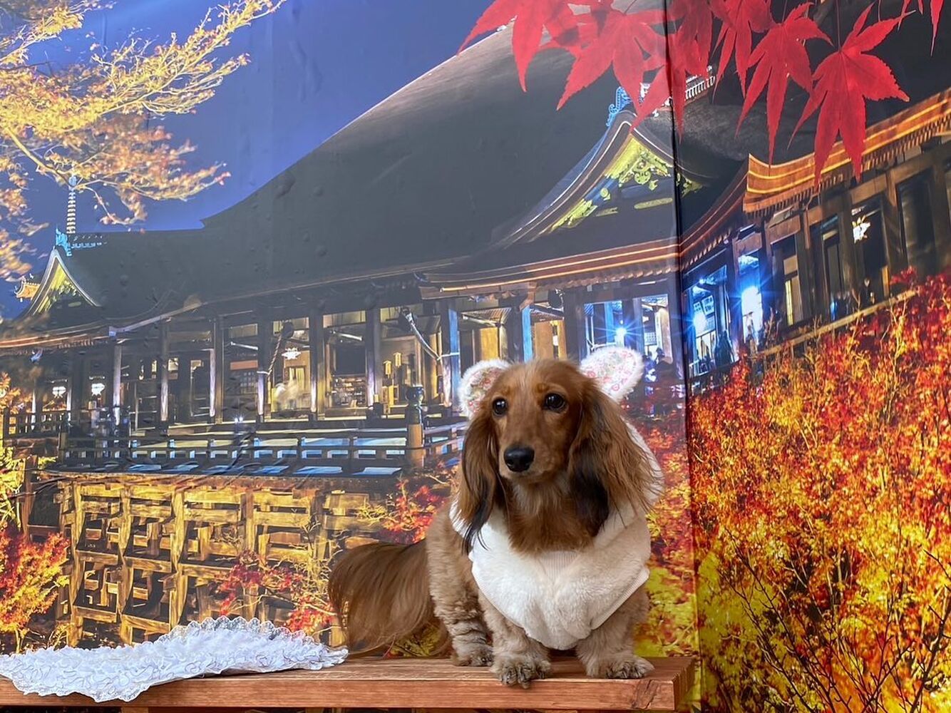 画像27917