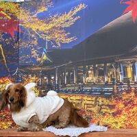 画像27918