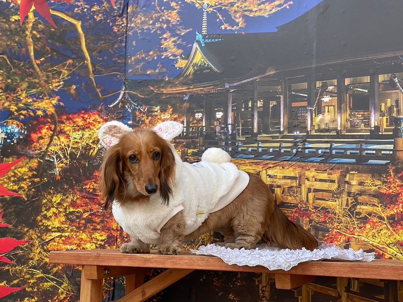 画像27919