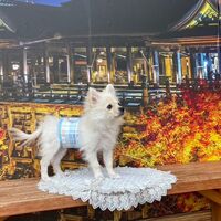 画像27939