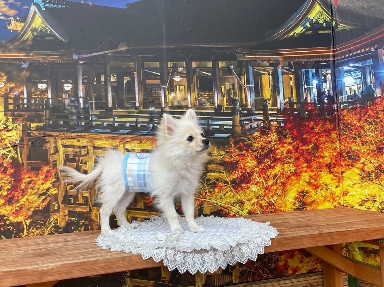 画像27939