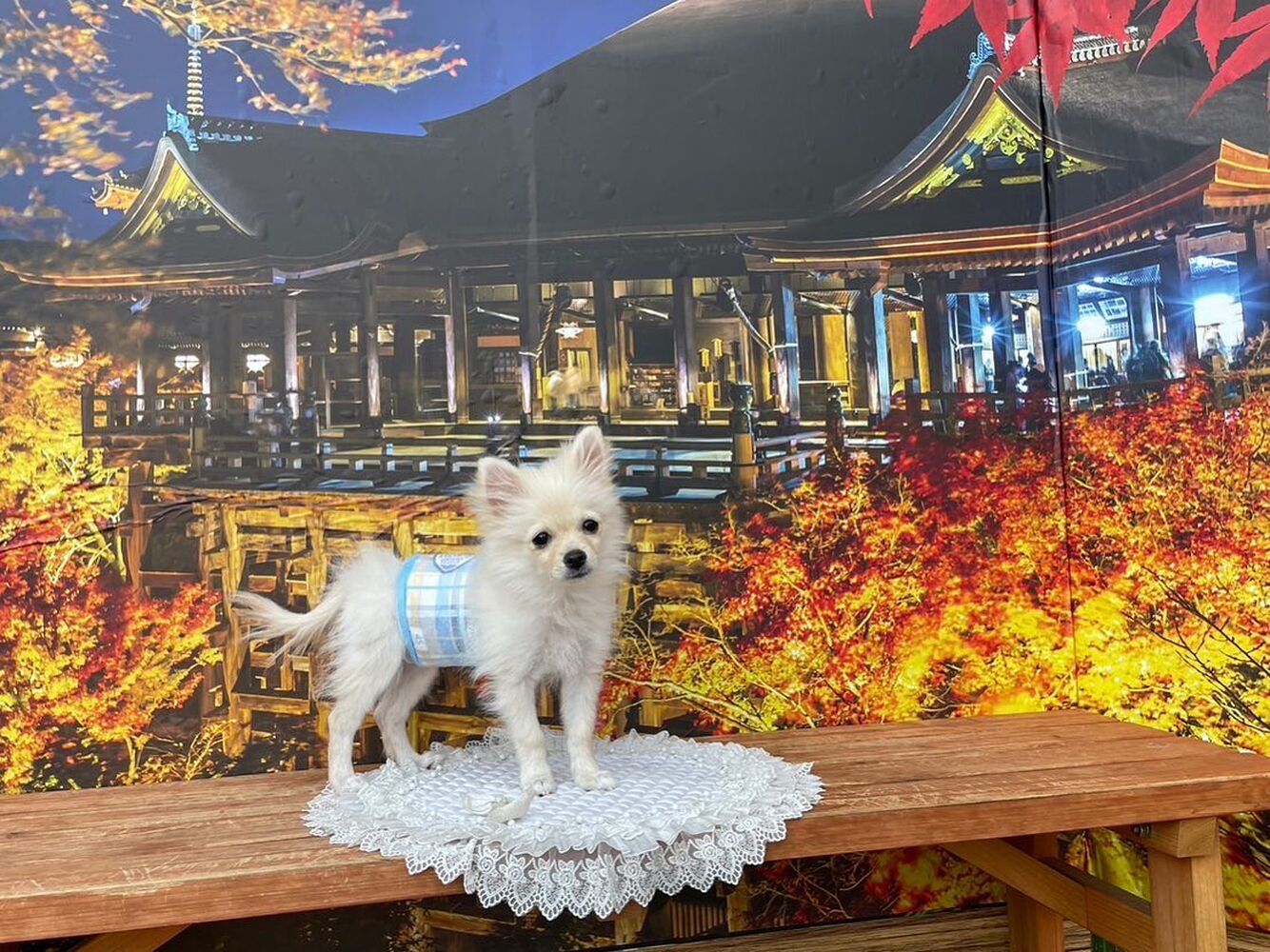 画像27940