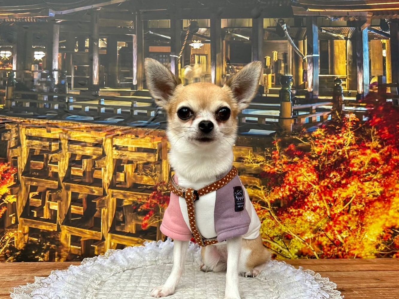 画像28100