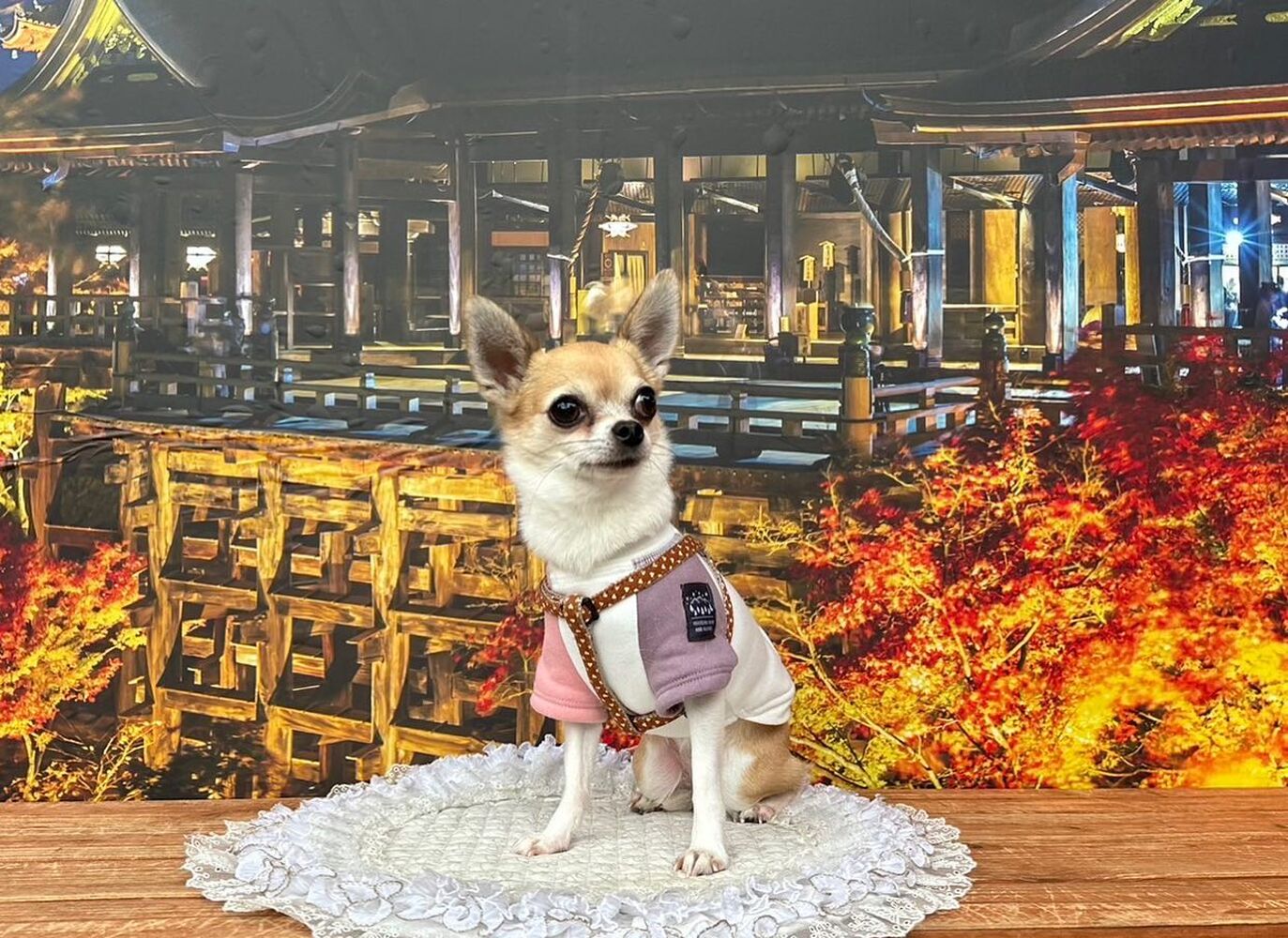 画像28101