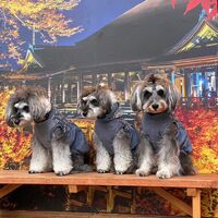 画像28111