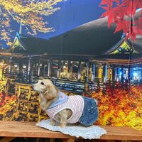 画像28126