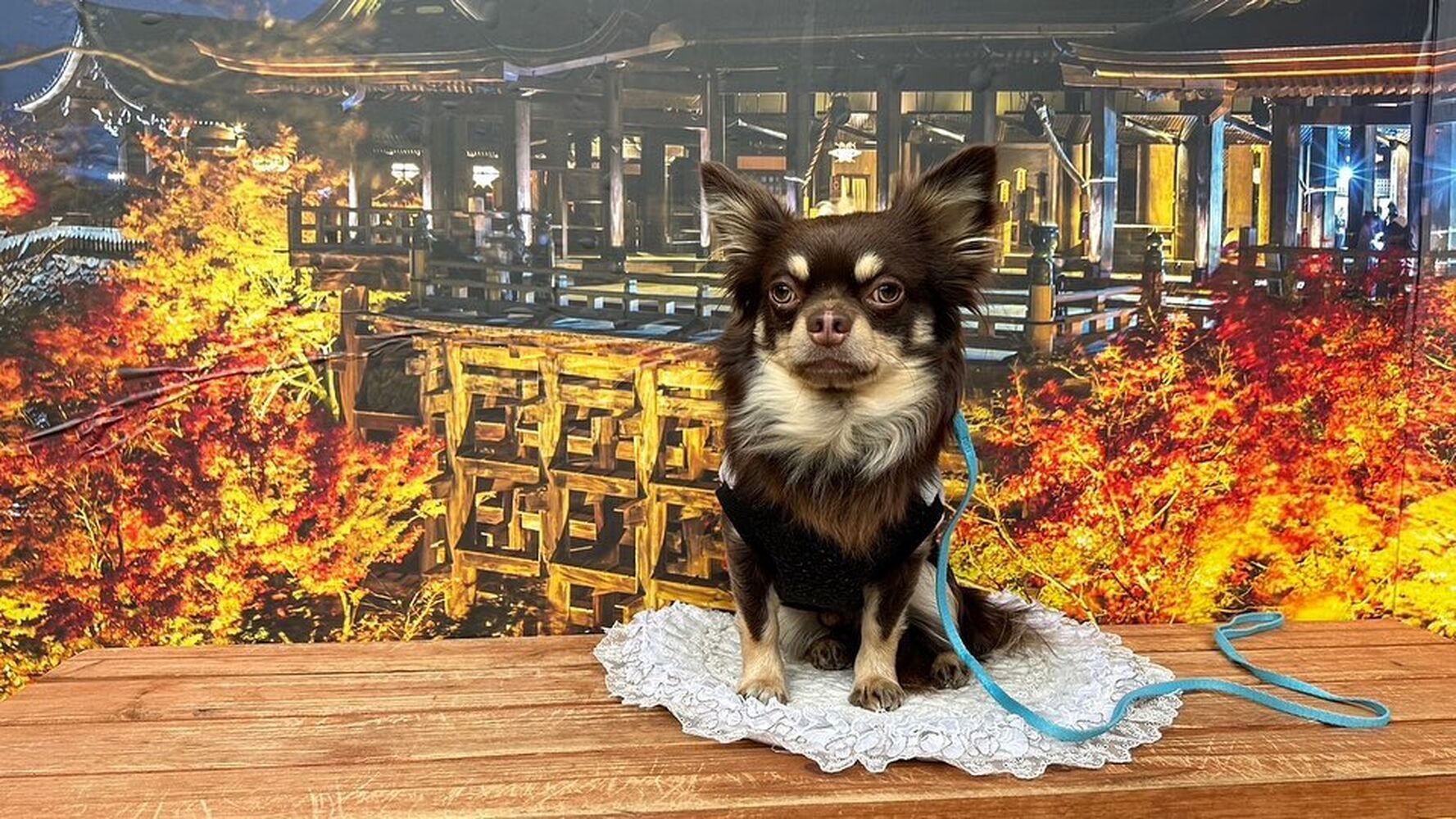 画像28173