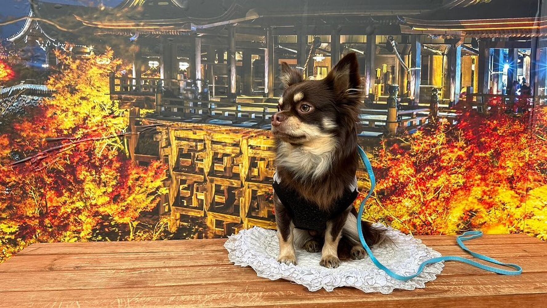 画像28174