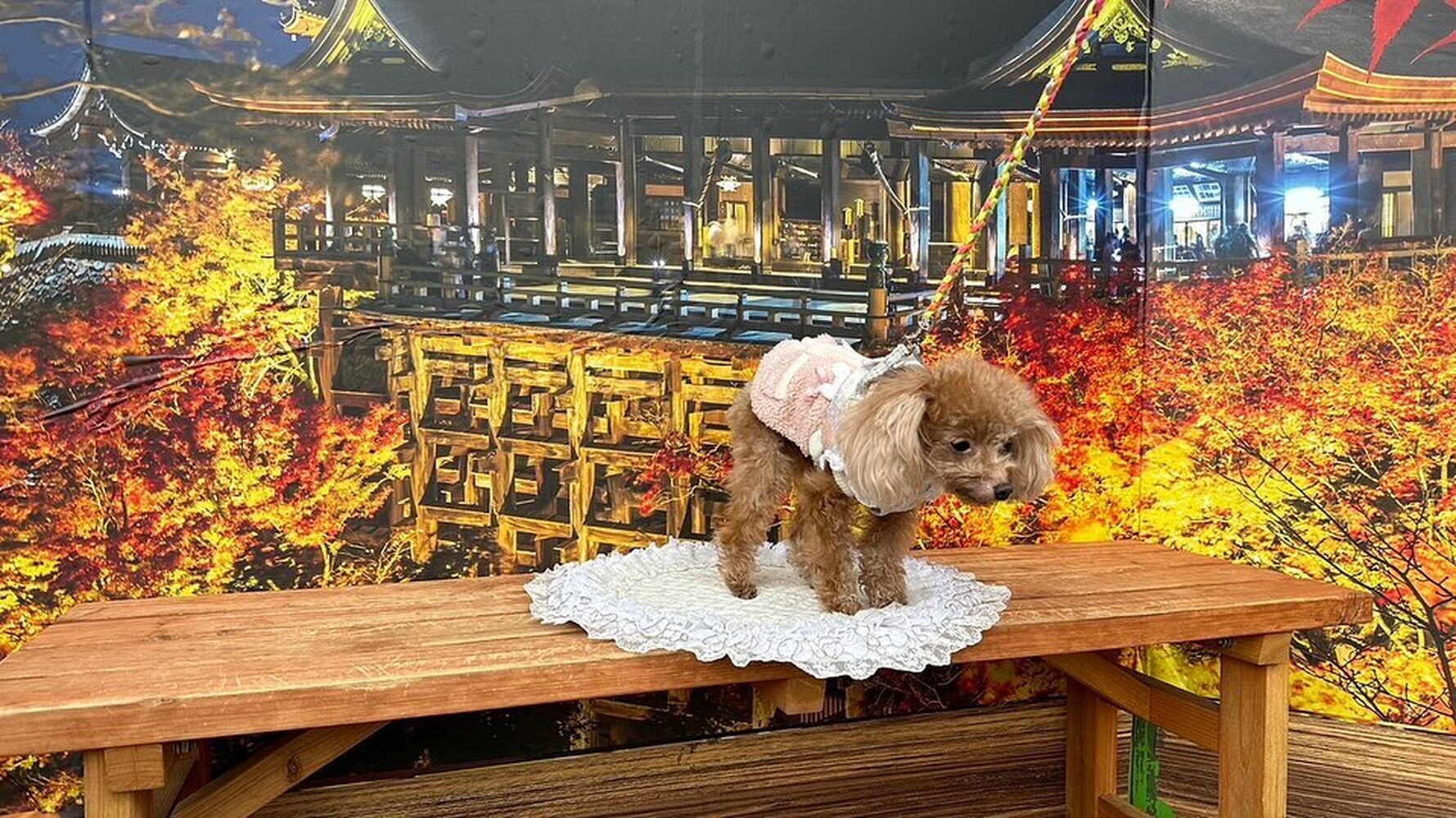 画像28186