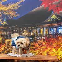 画像28202