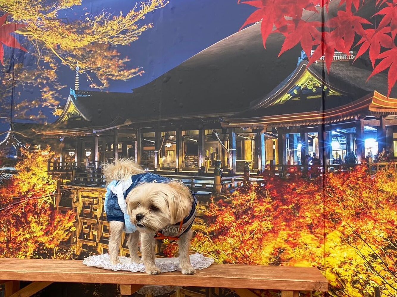 画像28202