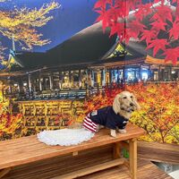 画像28212