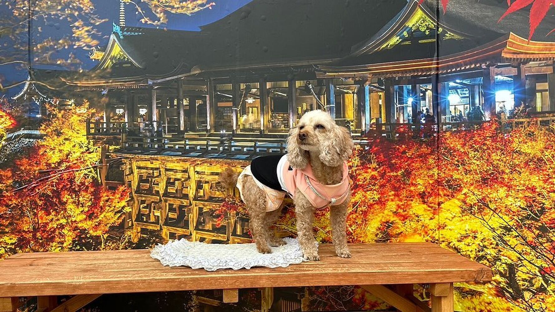 画像28227