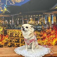 画像28235