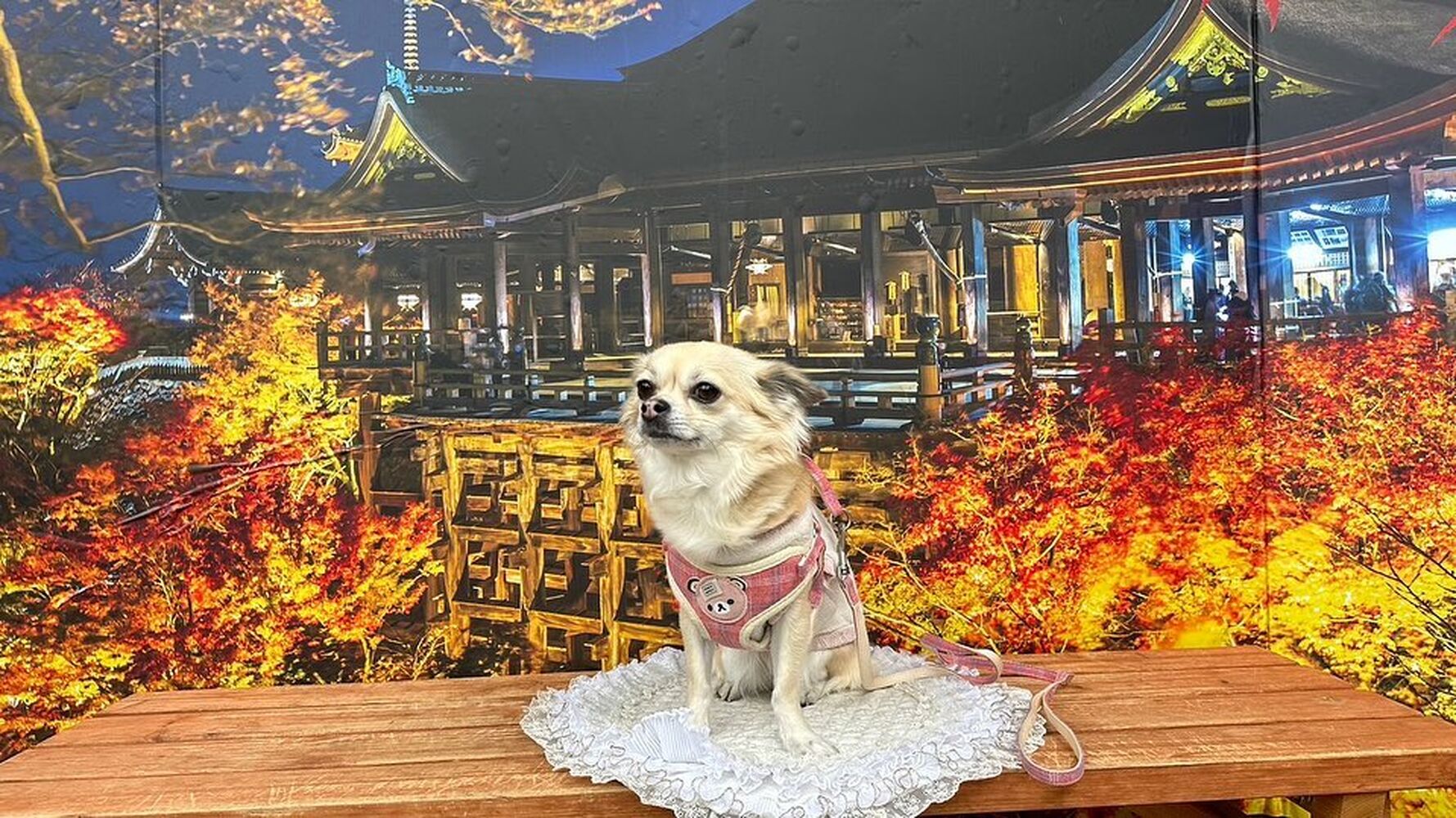 画像28235