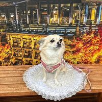 画像28237