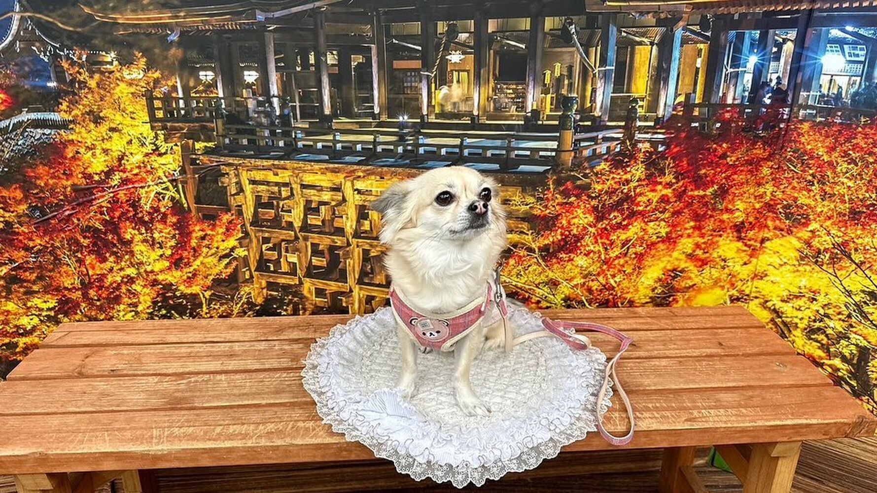 画像28237