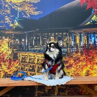 画像28239