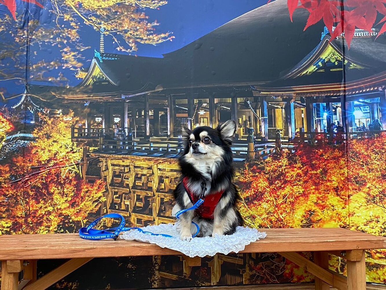 画像28239