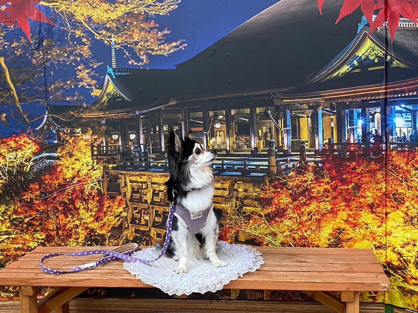画像28242