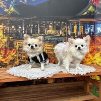 画像28250