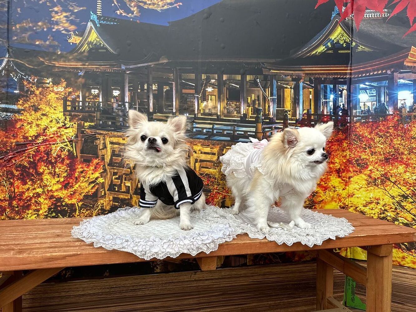 画像28253
