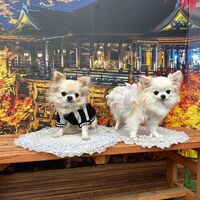画像28258