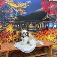画像28260