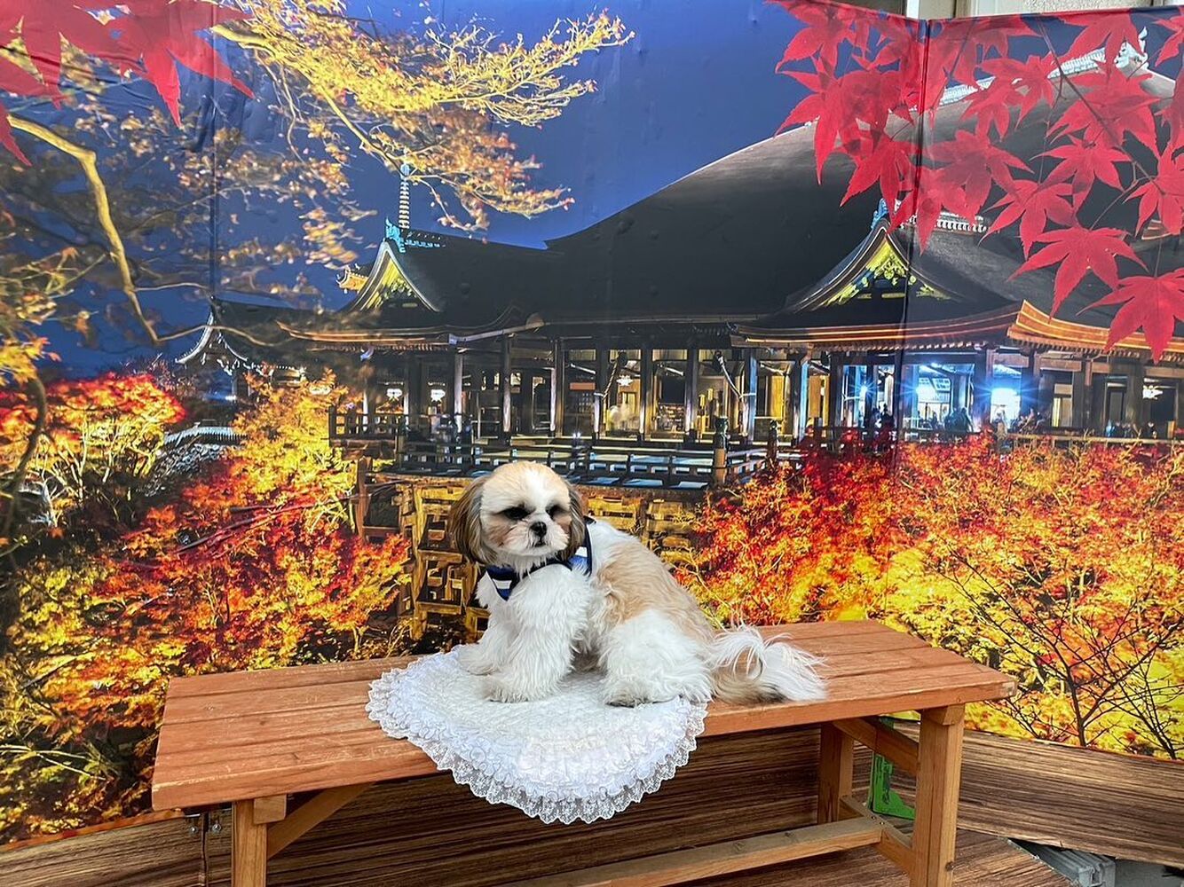 画像28260