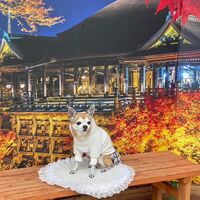 画像28268