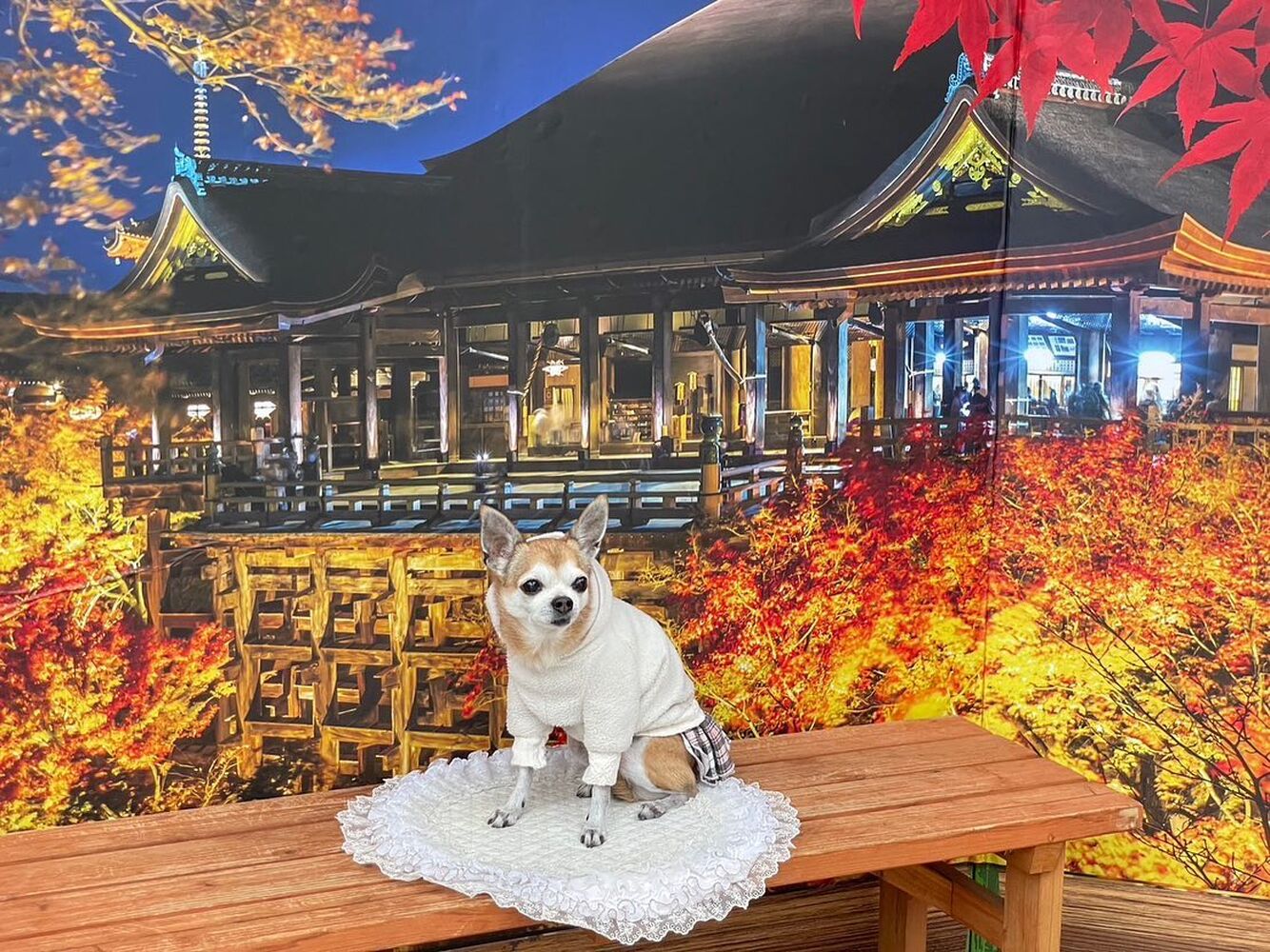 画像28268