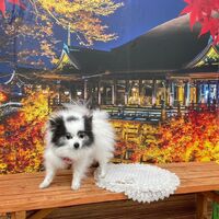 画像28295