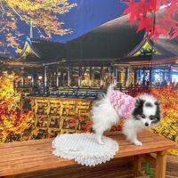 画像28296