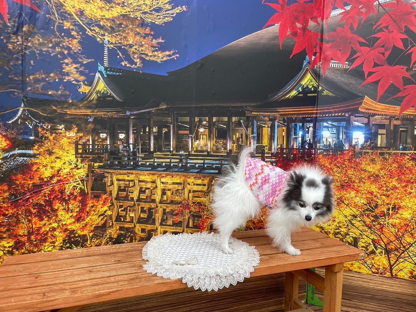 画像28296