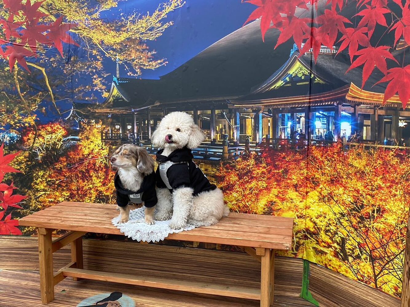 画像28304